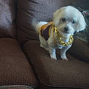 Braxton joined the competition — help win amazing prizes! animal, blurred_background, brown_couch, canine, companion, couch, cozy, cute, dog, domestic_animal, fluffy, furniture, gold_chain, indoor, living_room, pet, small_dog, standing, sweater, white_dog