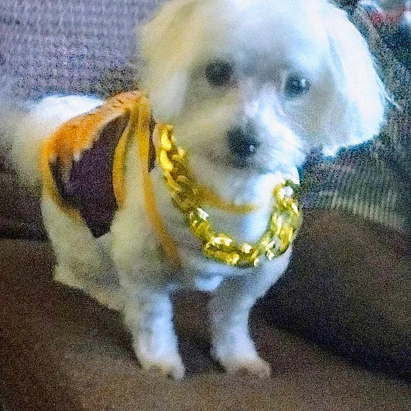 Mr. Braxton joined the competition — help win amazing prizes! dog, small_dog, white_dog, pet, couch, indoor, gold_chain, clothing, furniture, animal, blurred, grainy, standing, cute, companion, household, domestic, indoor_lighting, portrait, furry