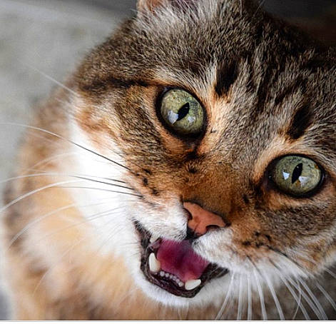 Lili a rejoint le concours — aidez-le/la à gagner de superbes lots ! carnivore, cat, close_up, domestic_short_haired_cat, eye, fang, felidae, fur, head, paw, photography, shout, small_to_medium_sized_cats, snout, terrestrial_animal, whiskers, wildlife, window, yawn