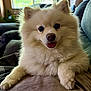 Millie is registered to the contest to win money with this photo: dog, pomeranian, fluffy, white, pet, indoor, couch, smiling, happy, animal, fur, face, closeup, window, blinds, home, relaxed, cute, companion, domestic