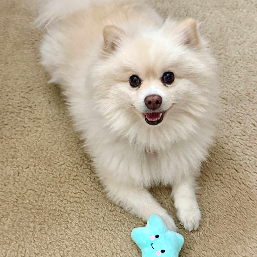 Millie joined the competition — help win amazing prizes! animal, blue, canine, carpet, cream_color, cute, dog, fluffy, front_paws, fur, happy_dog, indoor, laying_down, pet, playful, plush_toy, small_dog, smiling_toy, star_shape, toy