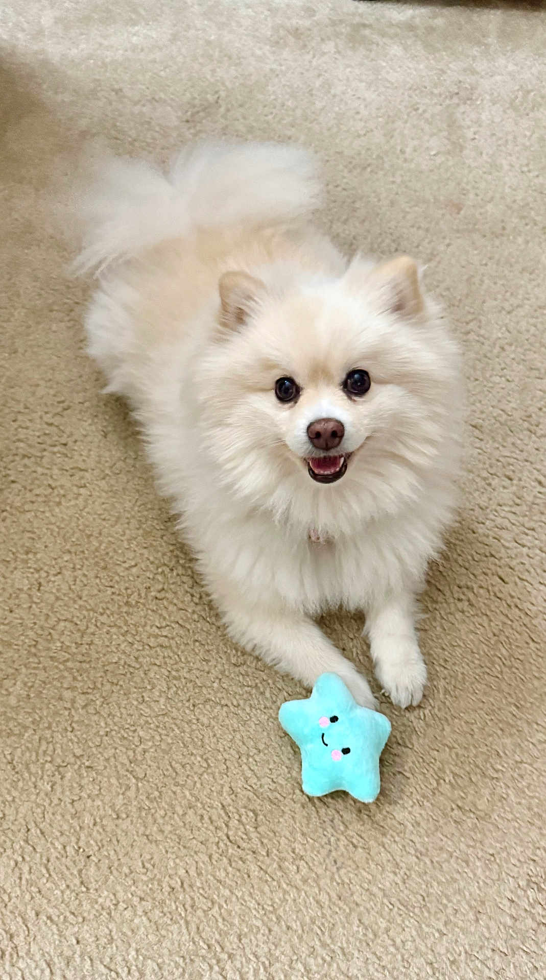 Millie joined the competition — help win amazing prizes! dog, fluffy, cream_color, carpet, toy, plush_toy, blue, star_shape, smiling_toy, happy_dog, pet, indoor, cute, playful, fur, animal, small_dog, canine, laying_down, front_paws