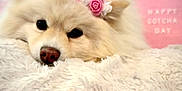 Millie joined the competition — help win amazing prizes! dog, fluffy, crown, pink, blanket, cute, pet, celebration, indoor, cozy, soft, lying_down, closeup, adorable, animal, resting, decor, happy_gotcha_day, fur, portrait