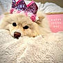 dog, fluffy, crown, pink, blanket, cute, pet, celebration, indoor, cozy, soft, lying_down, closeup, adorable, animal, resting, decor, happy_gotcha_day, fur, portrait