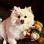 Millie joined the competition — help win amazing prizes! dog, fluffy, white, couch, plush_toy, lion, stuffed_animal, pet, indoor, closeup, cute, fur, animal, companion, toy, relaxing, brown, soft, domestic_animal, portrait