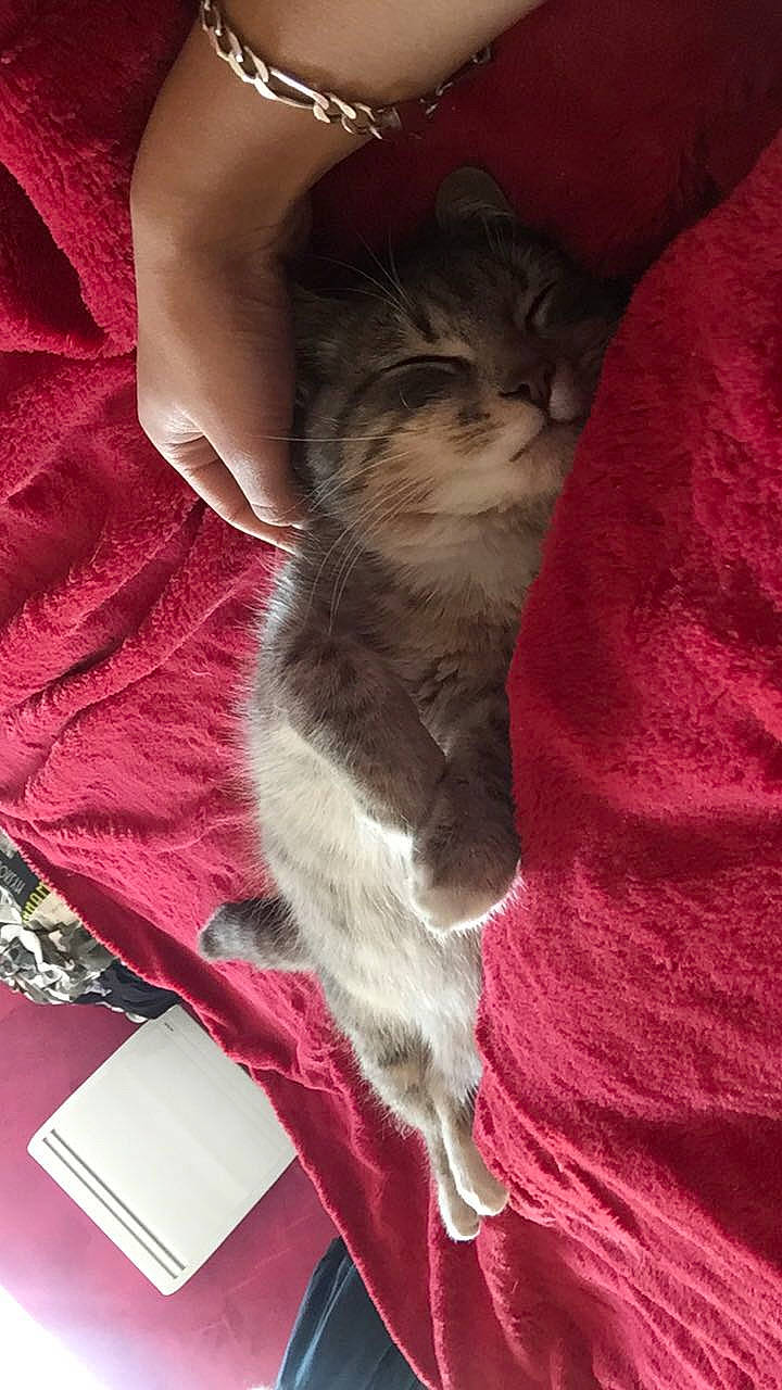 Sacha participe au concours pour gagner de l'argent avec cette photo : asian, carnivore, cat, felidae, kitten, mammal, norwegian_forest_cat, small_to_medium_sized_cats, whiskers