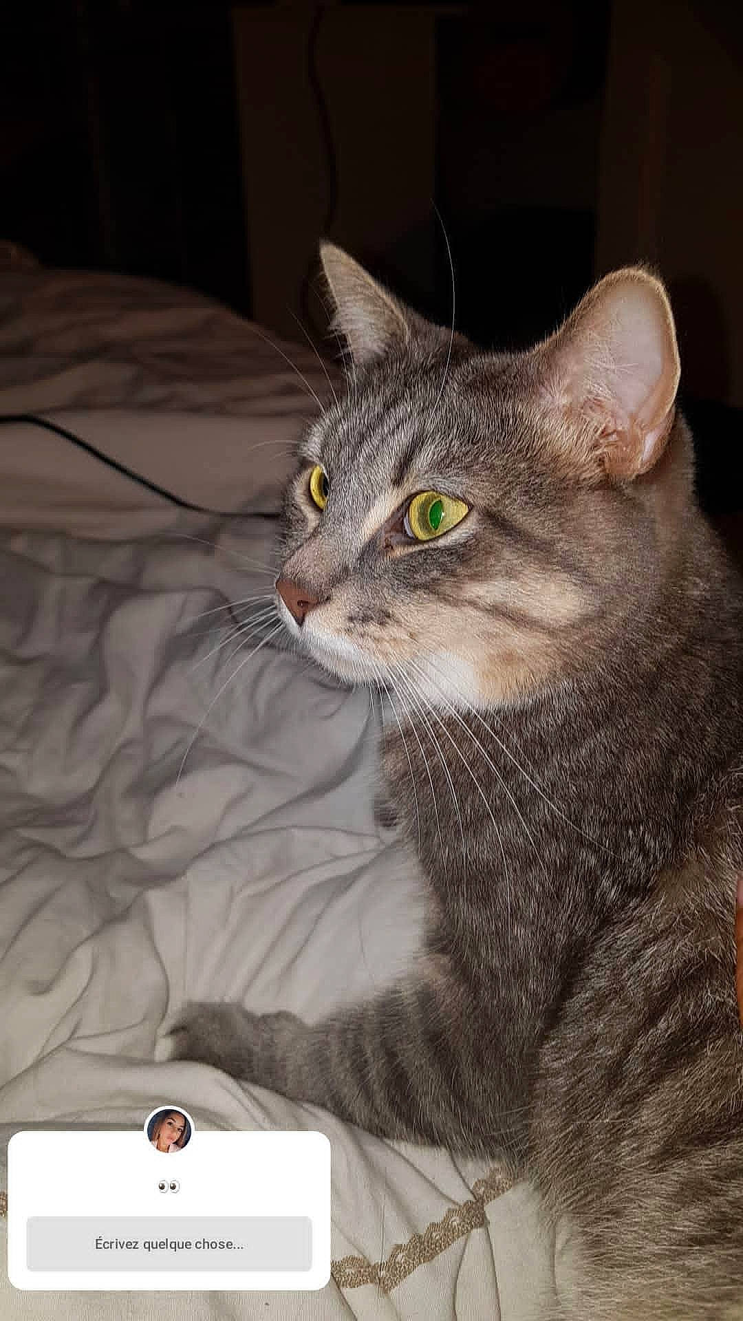 Sacha a rejoint le concours — aidez-le/la à gagner de superbes lots ! american_bobtail, american_shorthair, asian, australian_mist, carnivore, cat, domestic_short_haired_cat, dragon_li, european_shorthair, eye, felidae, mammal, nebelung, norwegian_forest_cat, ocicat, pixie_bob, small_to_medium_sized_cats, tabby_cat, vertebrate, whiskers