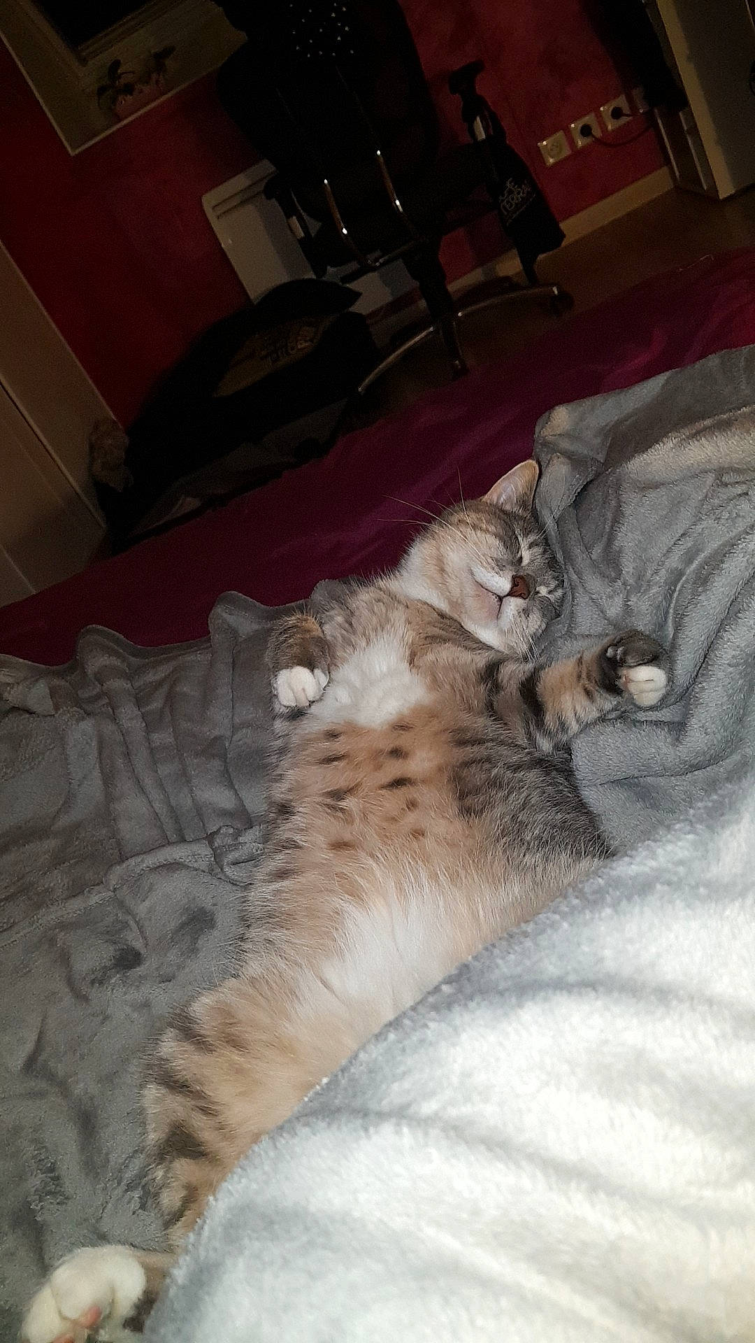 Sacha participe au concours pour gagner de l'argent avec cette photo : american_curl, burmilla, carnivore, cat, claw, domestic_short_haired_cat, european_shorthair, fawn, felidae, fur, kitten, nap, norwegian_forest_cat, paw, pixie_bob, sleep, small_to_medium_sized_cats, tabby_cat, tail, whiskers