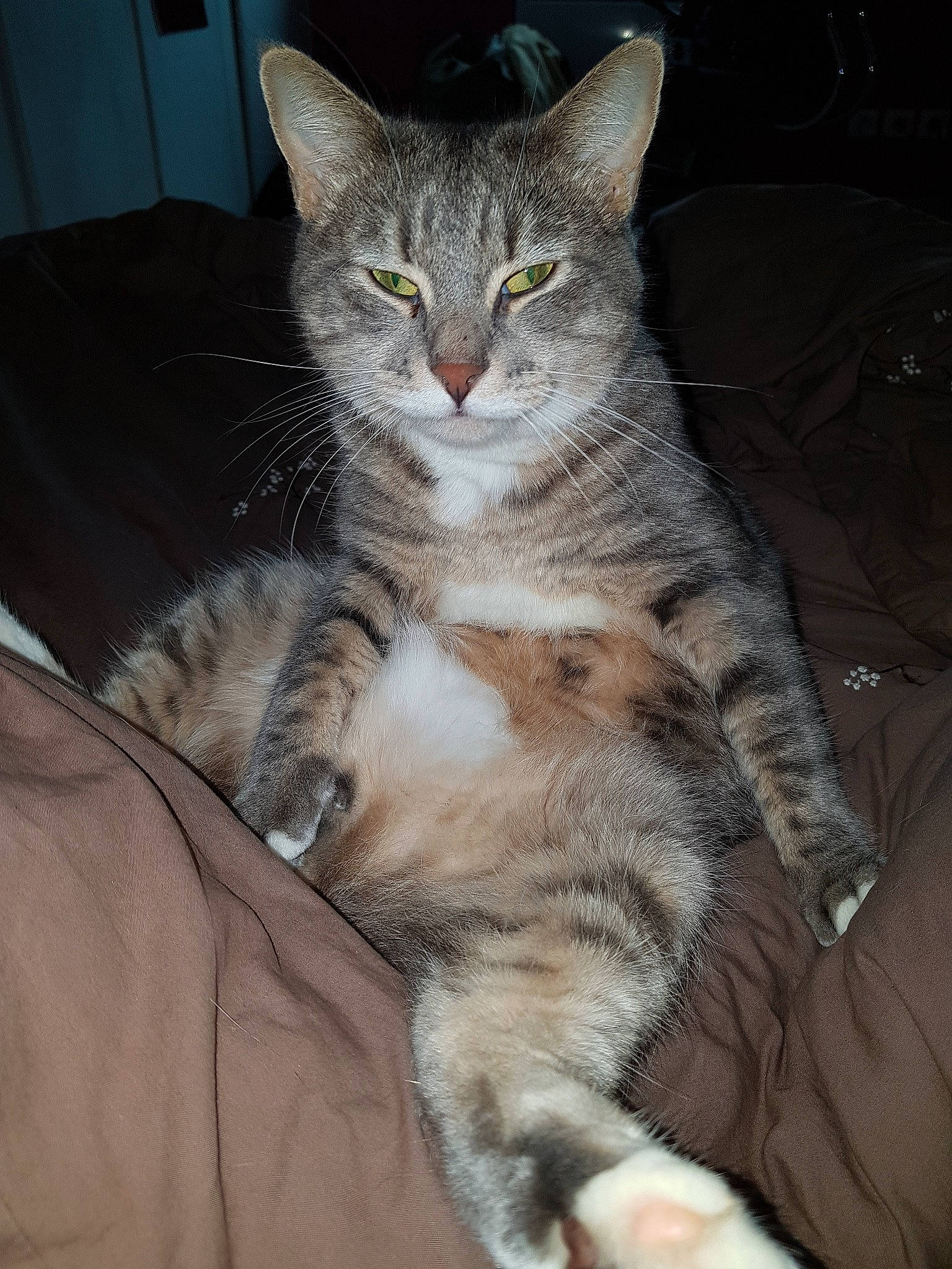 Sacha a rejoint le concours — aidez-le/la à gagner de superbes lots ! american_shorthair, american_wirehair, asian, australian_mist, california_spangled, carnivore, cat, domestic_short_haired_cat, dragon_li, egyptian_mau, european_shorthair, felidae, kitten, mammal, ocicat, pixie_bob, small_to_medium_sized_cats, tabby_cat, vertebrate, whiskers