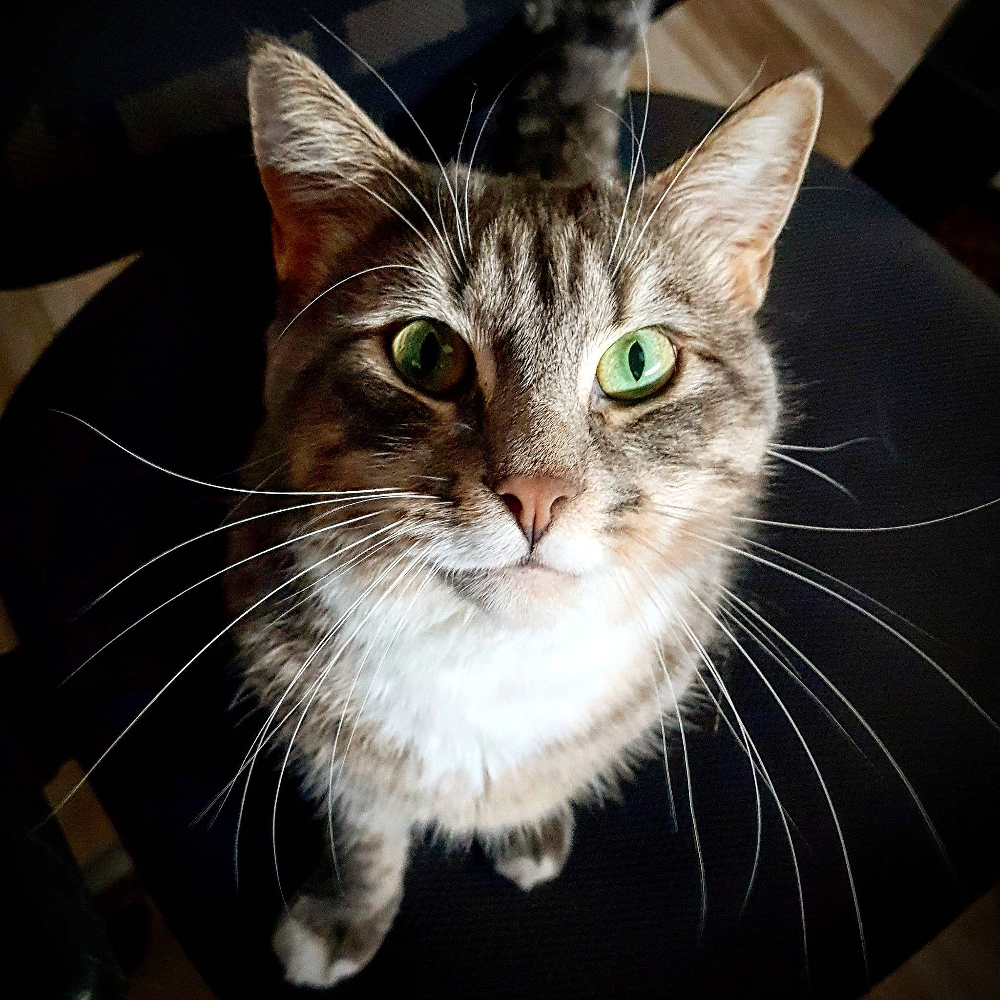 Sacha a rejoint le concours — aidez-le/la à gagner de superbes lots ! aegean_cat, american_shorthair, american_wirehair, asian, carnivore, cat, domestic_short_haired_cat, ear, european_shorthair, eye, felidae, fur, kitten, mammal, nose, small_to_medium_sized_cats, tabby_cat, whiskers