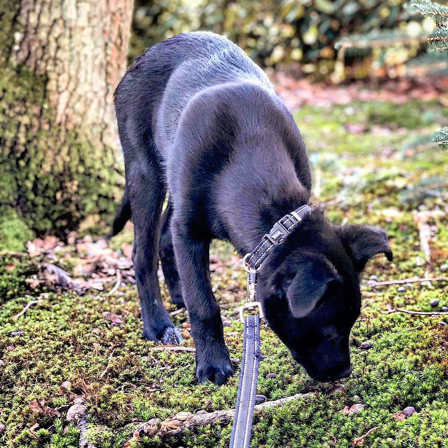 Pako participe au concours pour gagner de l'argent avec cette photo : canidae, carnivore, companion_dog, dog, dog_breed, labrador_retriever, mammal, patterdale_terrier, plant, puppy, snout, sporting_group, vertebrate