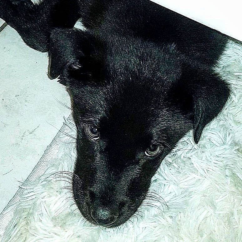 Pako a rejoint le concours — aidez-le/la à gagner de superbes lots ! black, canidae, carnivore, dog, dog_breed, feist, labrador_retriever, mammal, nose, patterdale_terrier, puppy, snout, sporting_group, whiskers