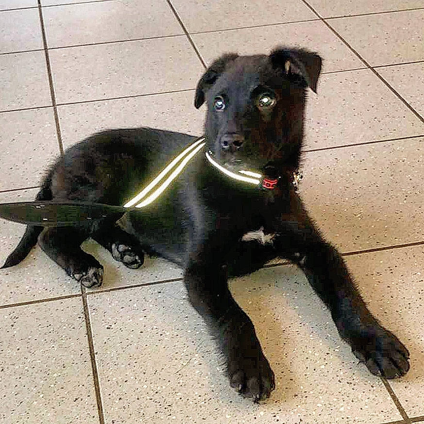 Pako a rejoint le concours — aidez-le/la à gagner de superbes lots ! borador, canidae, carnivore, companion_dog, dog, dog_breed, formosan_mountain_dog, guard_dog, labrador_retriever, mammal, non_sporting_group, patterdale_terrier, puppy, rare_breed_dog, snout, sporting_group, street_dog, tail, vertebrate