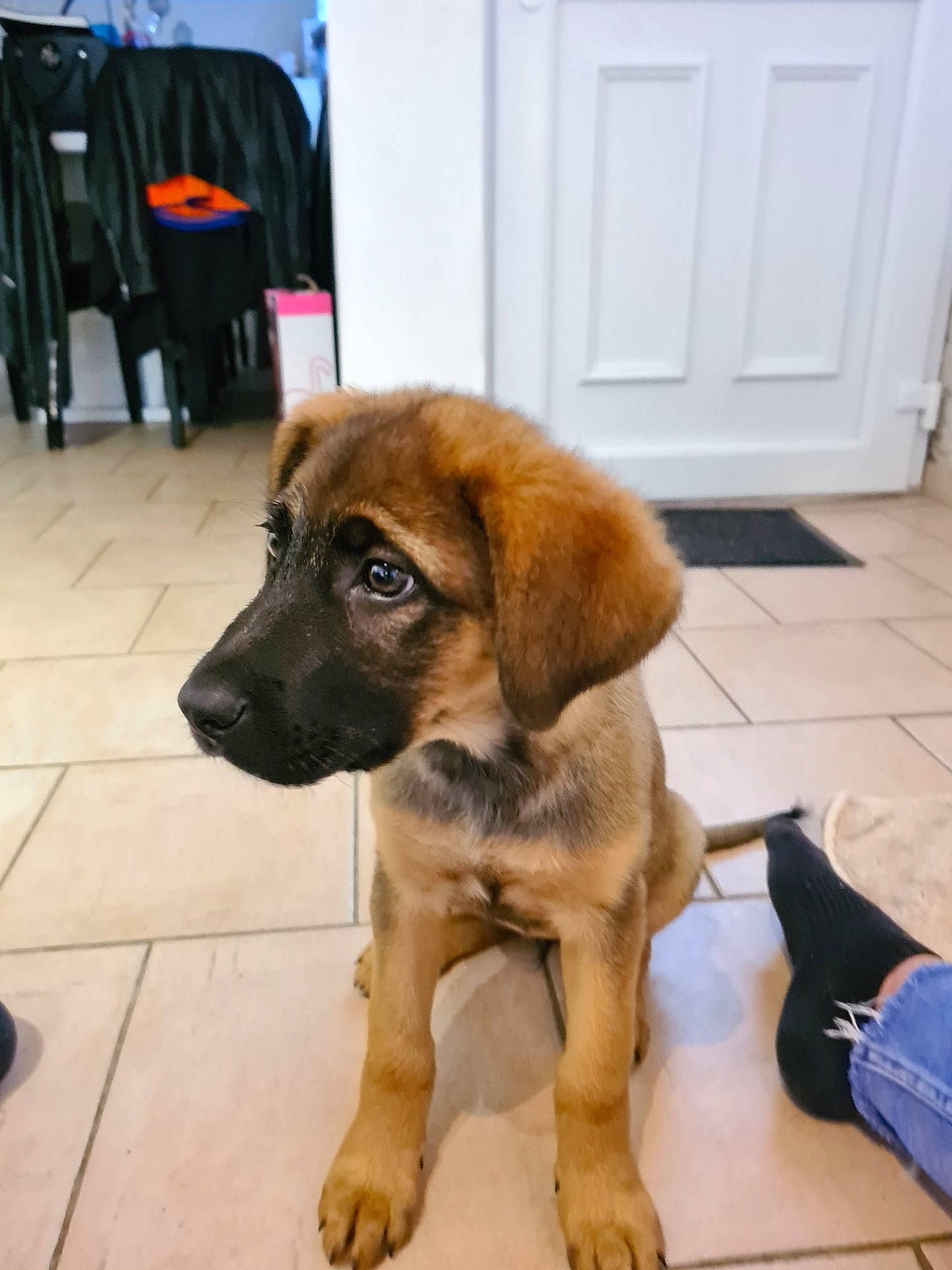 Rawen a rejoint le concours — aidez-le/la à gagner de superbes lots ! canidae, carnivore, companion_dog, dog, dog_breed, fawn, leonberger, mammal, puppy, snout, sporting_group, vertebrate