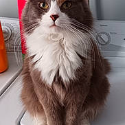 Bella joined the competition — help win amazing prizes! cat, fluffy, white_paws, brown_fur, white_chest, indoor, appliance, washing_machine, box, cereal_box, domestic, pet, sitting, whiskers, ears, eyes, household, calm, portrait, feline