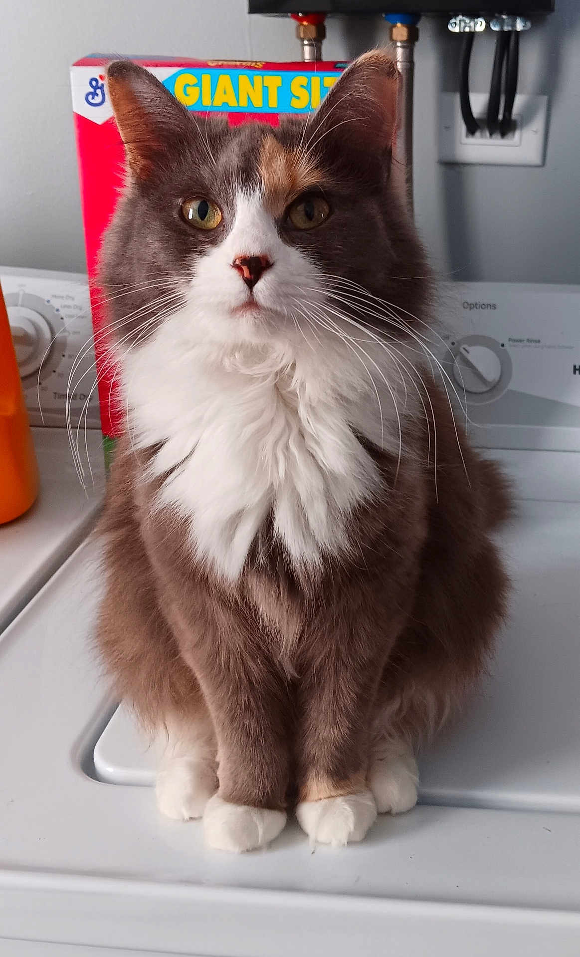 Bella joined the competition — help win amazing prizes! cat, fluffy, white_paws, brown_fur, white_chest, indoor, appliance, washing_machine, box, cereal_box, domestic, pet, sitting, whiskers, ears, eyes, household, calm, portrait, feline