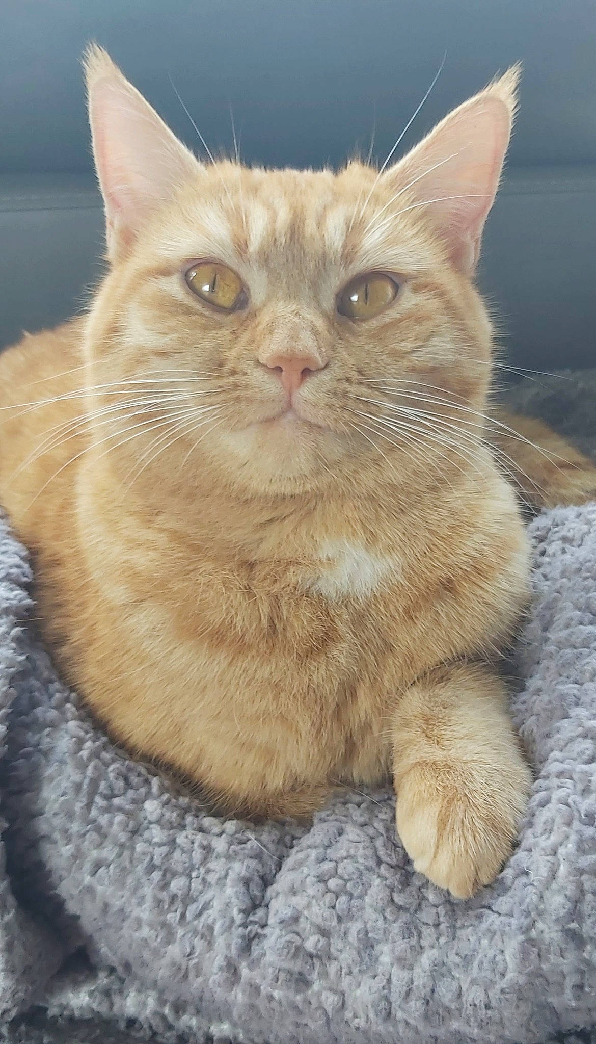 Rouquine participe au concours pour gagner de l'argent avec cette photo : carnivore, cat, claw, domestic_short_haired_cat, event, fawn, felidae, fur, iris, paw, small_to_medium_sized_cats, snout, tail, terrestrial_animal, whiskers, wildlife, window