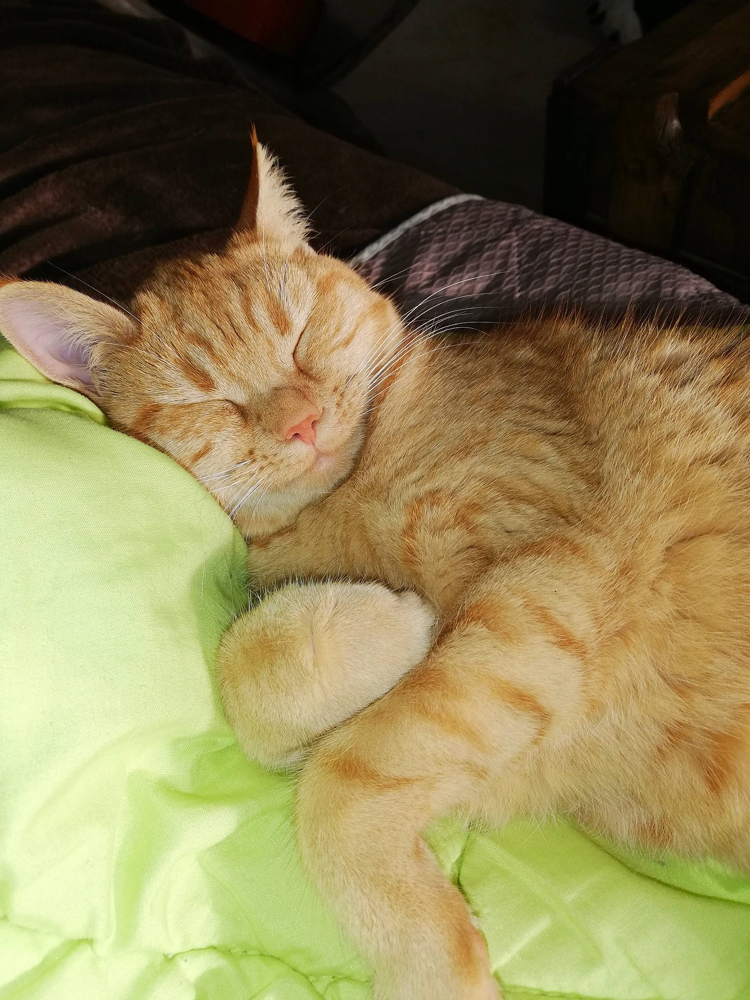 Rouquine a rejoint le concours — aidez-le/la à gagner de superbes lots ! canidae, carnivore, cat, cat_bed, claw, comfort, domestic_short_haired_cat, fawn, felidae, foot, fur, grass, human_leg, nap, paw, plant, small_to_medium_sized_cats, snout, tail, whiskers