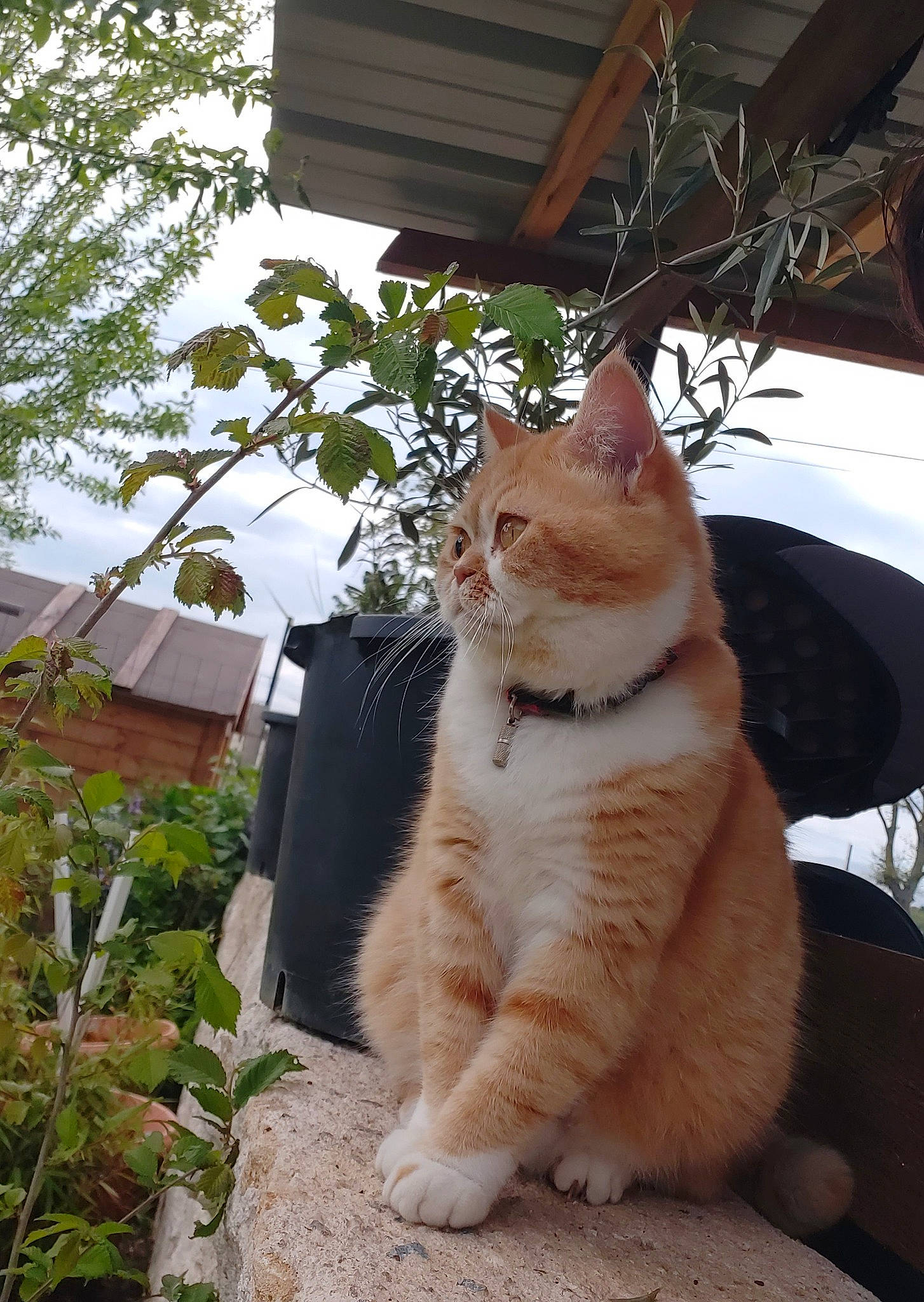 Olie a rejoint le concours — aidez-le/la à gagner de superbes lots ! building, carnivore, cat, domestic_short_haired_cat, fawn, felidae, fur, grass, house, morning, paw, plant, road_surface, small_to_medium_sized_cats, snout, tail, tree, whiskers, window, wood