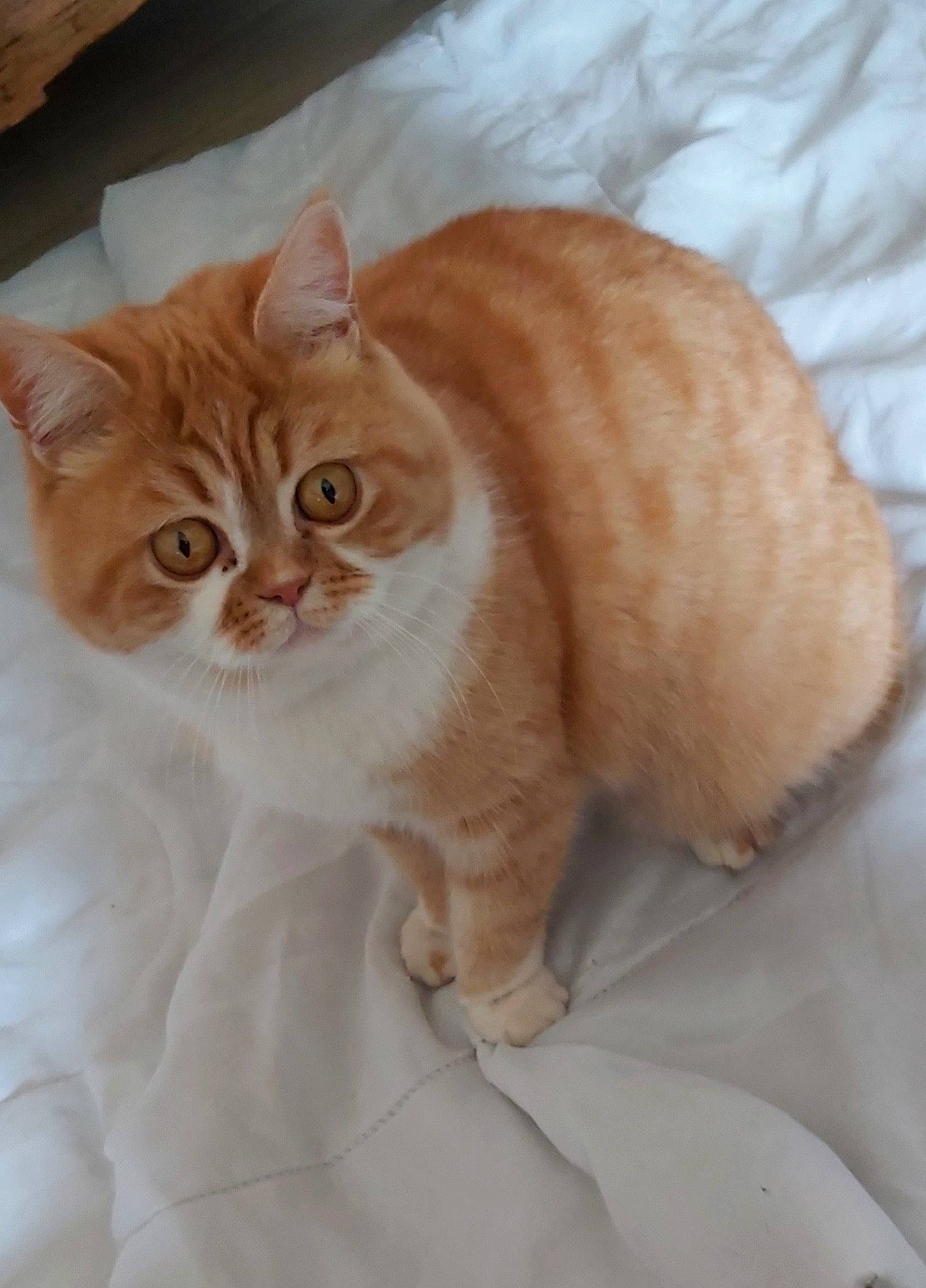 Olie participe au concours pour gagner de l'argent avec cette photo : carnivore, cat, claw, comfort, domestic_short_haired_cat, fawn, felidae, flooring, fur, iris, paw, peach, small_to_medium_sized_cats, snout, tail, whiskers, window, wood