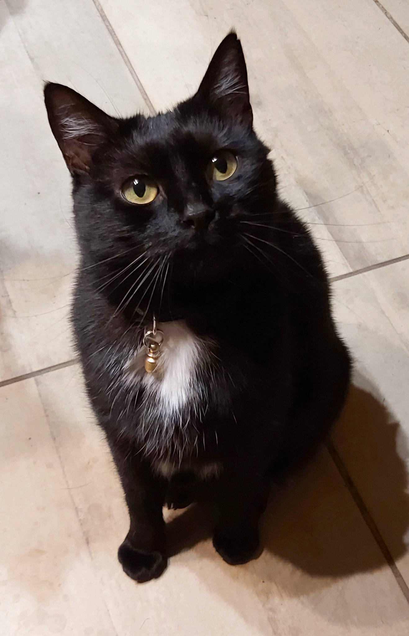 Nidou participe au concours pour gagner de l'argent avec cette photo : black_cat, bombay, carnivore, cat, claw, domestic_short_haired_cat, eye, felidae, flooring, fur, grey, paw, small_to_medium_sized_cats, snout, tail, terrestrial_animal, tile_flooring, whiskers