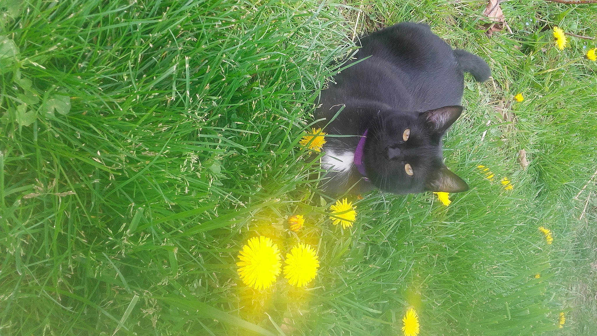 Nidou a rejoint le concours — aidez-le/la à gagner de superbes lots ! bombay, botany, carnivore, cat, felidae, flower, flowering_plant, fur, grass, grass_family, grassland, groundcover, hat, plant, prairie, small_to_medium_sized_cats, snout, tail, terrestrial_animal, whiskers