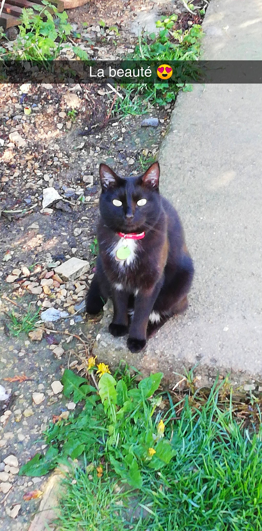 Nidou a rejoint le concours — aidez-le/la à gagner de superbes lots ! black_cat, bombay, carnivore, cat, dog_breed, domestic_short_haired_cat, eye, felidae, flower, fur, grass, groundcover, plant, road_surface, small_to_medium_sized_cats, snout, tail, terrestrial_animal, tree, whiskers