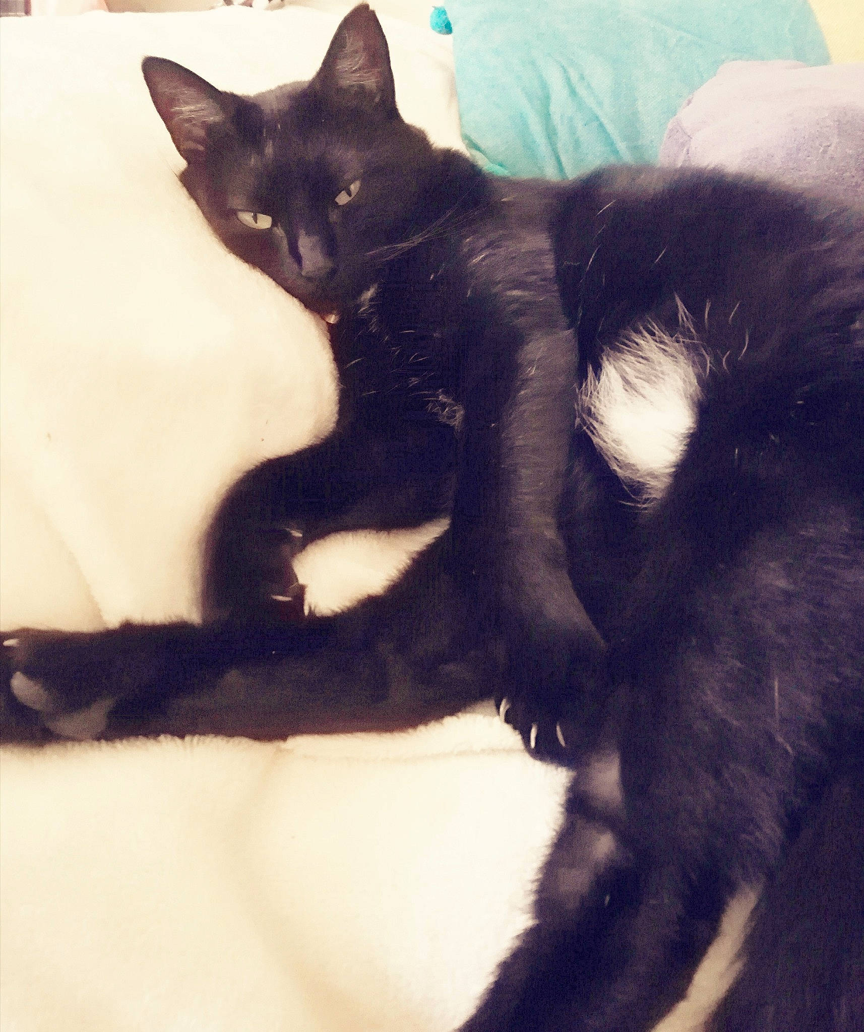 Nidou participe au concours pour gagner de l'argent avec cette photo : black_cat, bombay, carnivore, cat, claw, comfort, domestic_short_haired_cat, eye, felidae, foot, fur, gesture, mammal, paw, small_to_medium_sized_cats, snout, tail, terrestrial_animal, vertebrate, whiskers