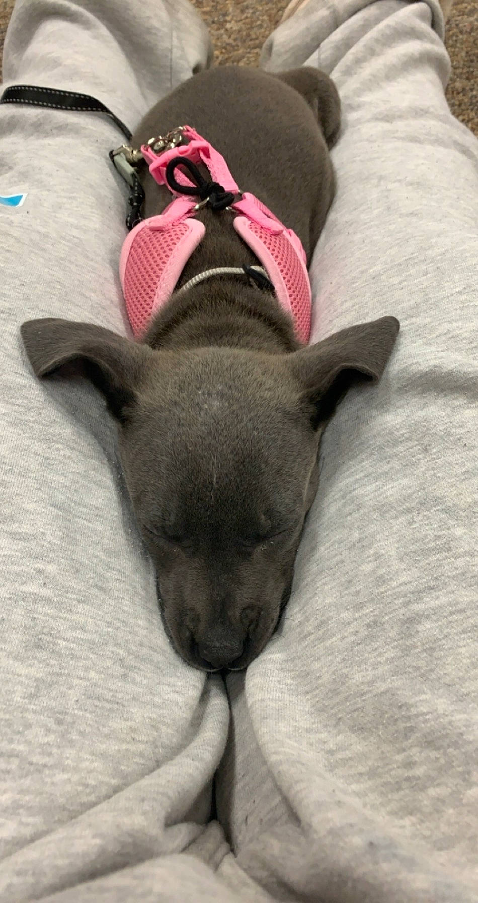 Mabel joined the competition — help win amazing prizes! american_pit_bull_terrier, canidae, carnivore, companion_dog, dog, dog_breed, ear, fawn, french_bulldog, italian_greyhound, nap, non_sporting_group, puppy, snout, toy_dog