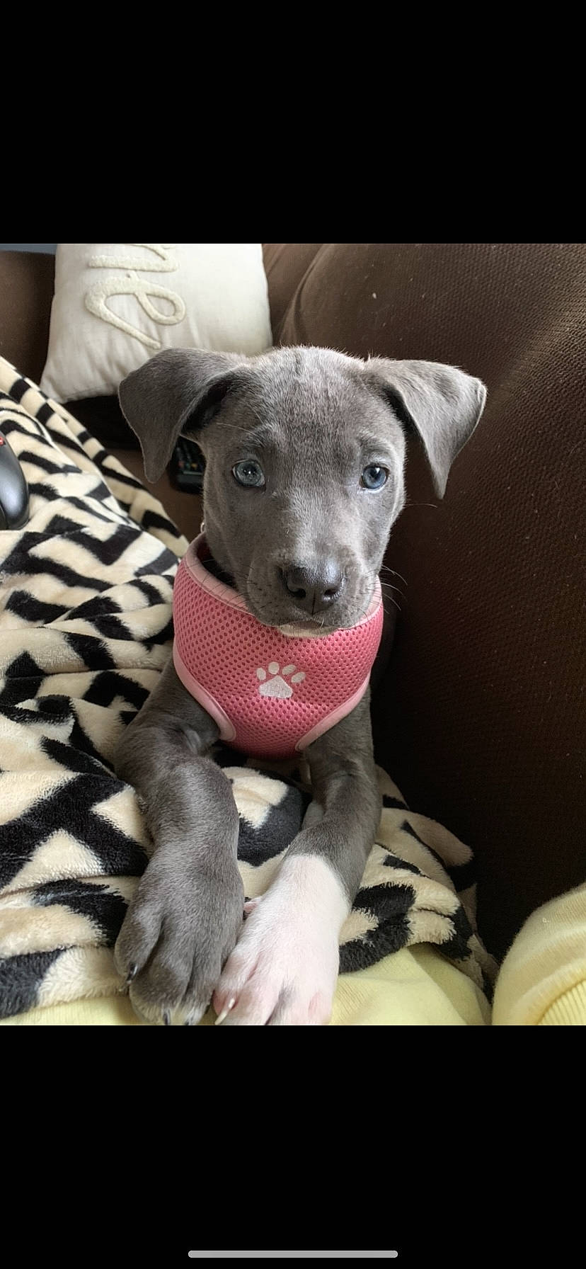 Mabel is registered to the contest to win money with this photo: american_hairless_terrier, american_pit_bull_terrier, blue_lacy, canidae, carnivore, dog, dog_breed, fawn, italian_greyhound, mammal, non_sporting_group, puppy, snout, sporting_group, vertebrate, weimaraner, whippet, whiskers