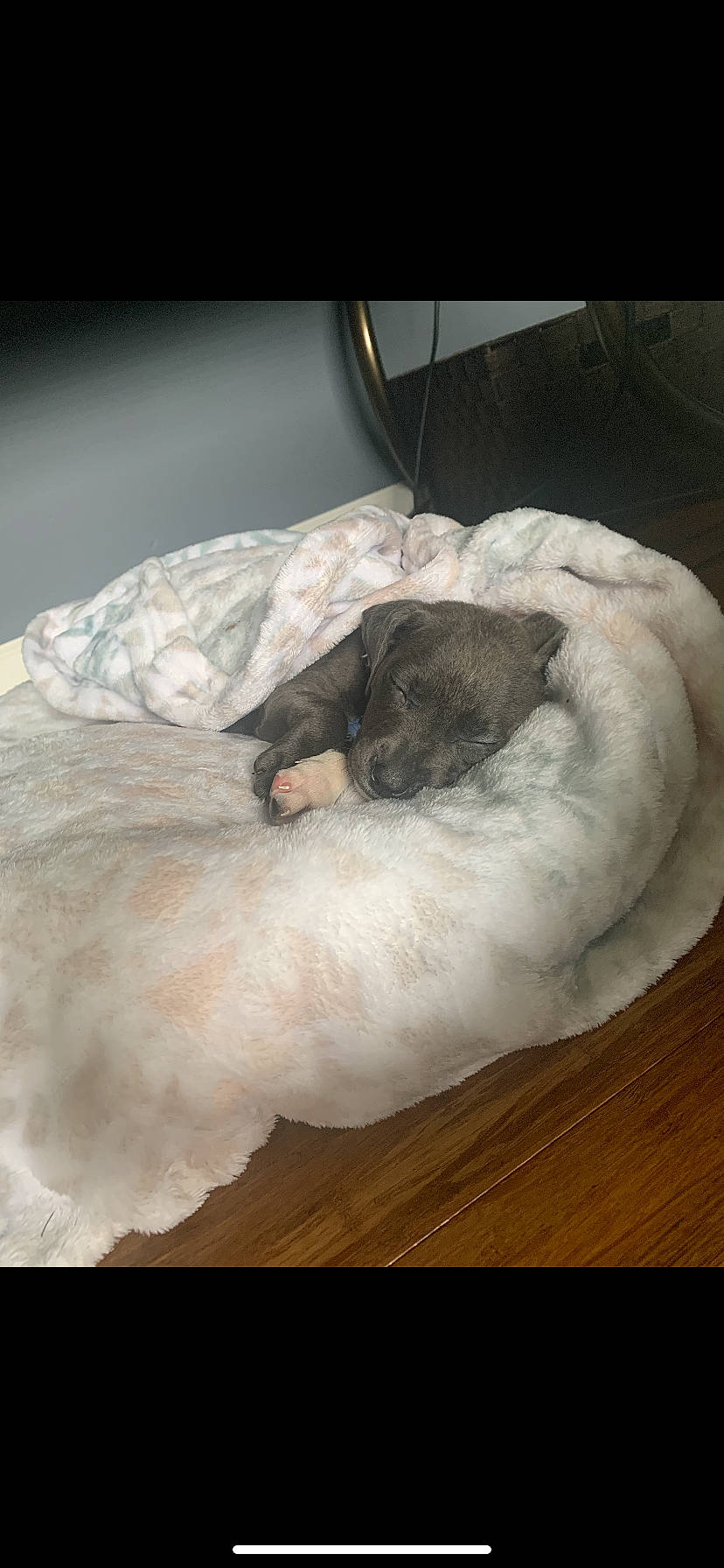 Mabel is registered to the contest to win money with this photo: canidae, carnivore, cat, companion_dog, dog_breed, felidae, fur, nap, puppy, sleep, small_to_medium_sized_cats