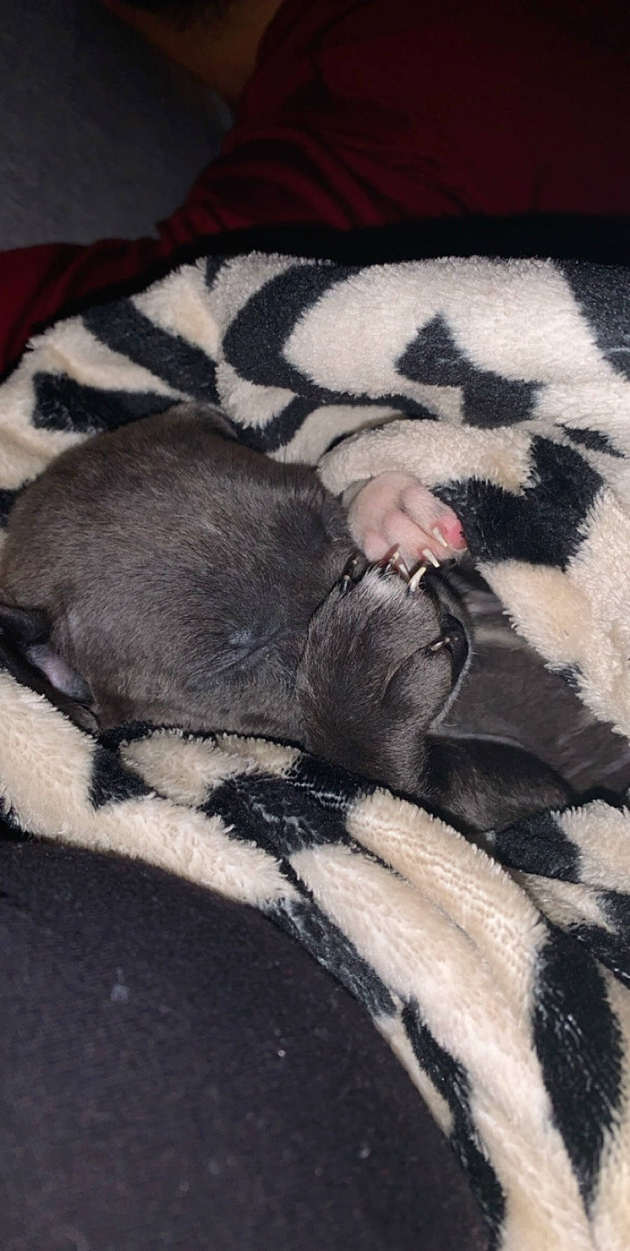 Mabel is registered to the contest to win money with this photo: canidae, carnivore, dog_breed, fawn, fur, non_sporting_group, tail