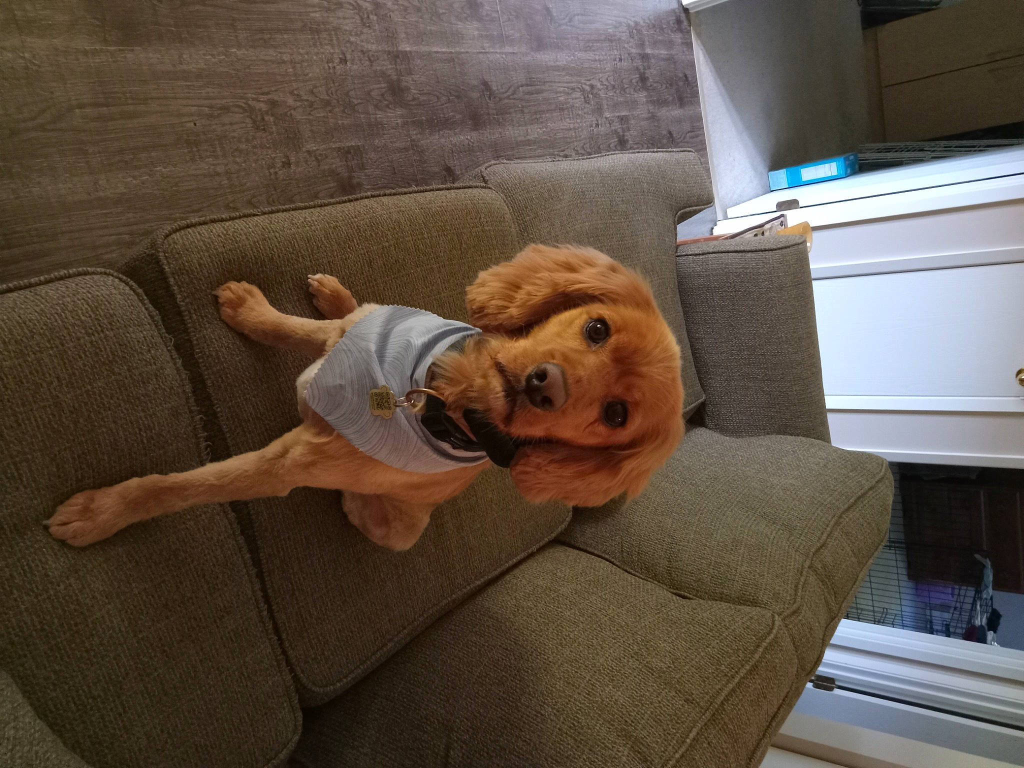 Bentley is registered to the contest to win money with this photo: cabinetry, chest_of_drawers, comfort, companion_dog, couch, floor, flooring, human_leg, knee, lap, linens, living_room, pillow, room, sofa_bed, studio_couch, stuffed_toy, thigh, toy, wood