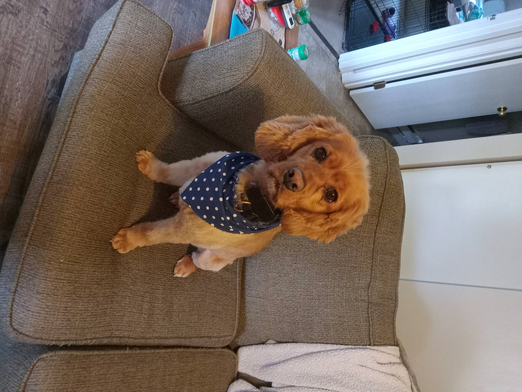 Bentley is registered to the contest to win money with this photo: canidae, car_seat, child, comfort, companion_dog, couch, doll, fawn, flooring, fur, human_leg, lap, linens, room, sporting_group, stuffed_toy, teddy_bear, thigh, toy, wood