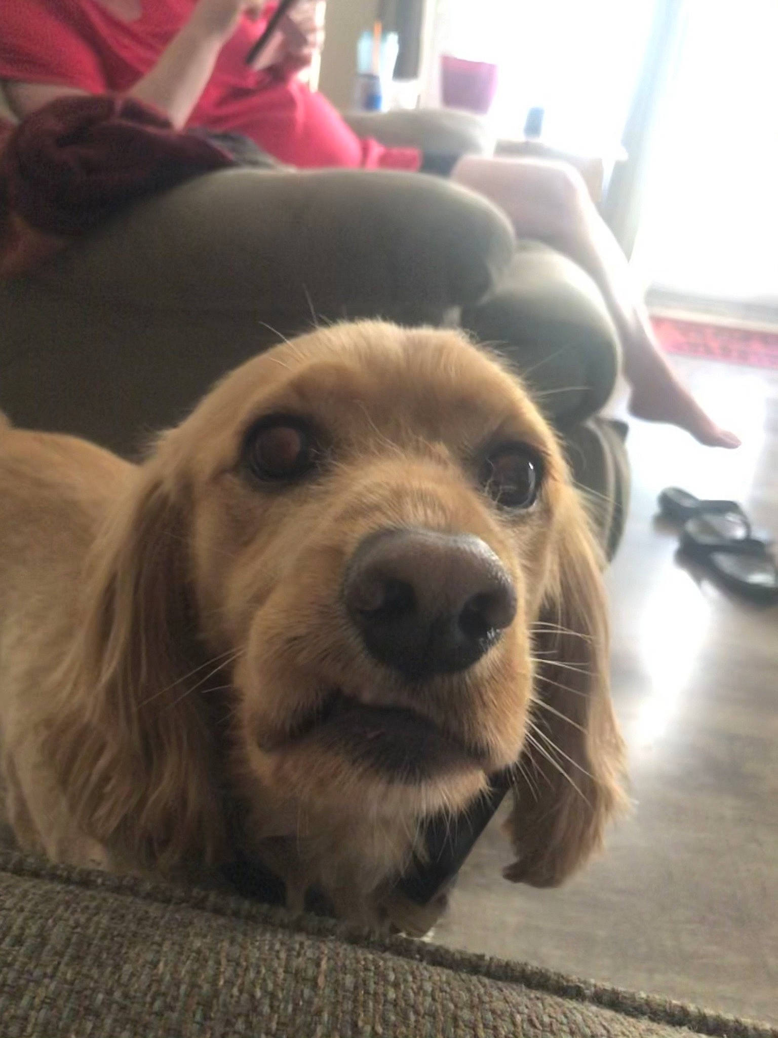 Bentley joined the competition — help win amazing prizes! canidae, carnivore, chair, comfort, companion_dog, dog, dog_breed, fawn, flooring, fur, happy, puppy, puppy_love, retriever, selfie, snout, sporting_group, terrestrial_animal, whiskers, working_animal