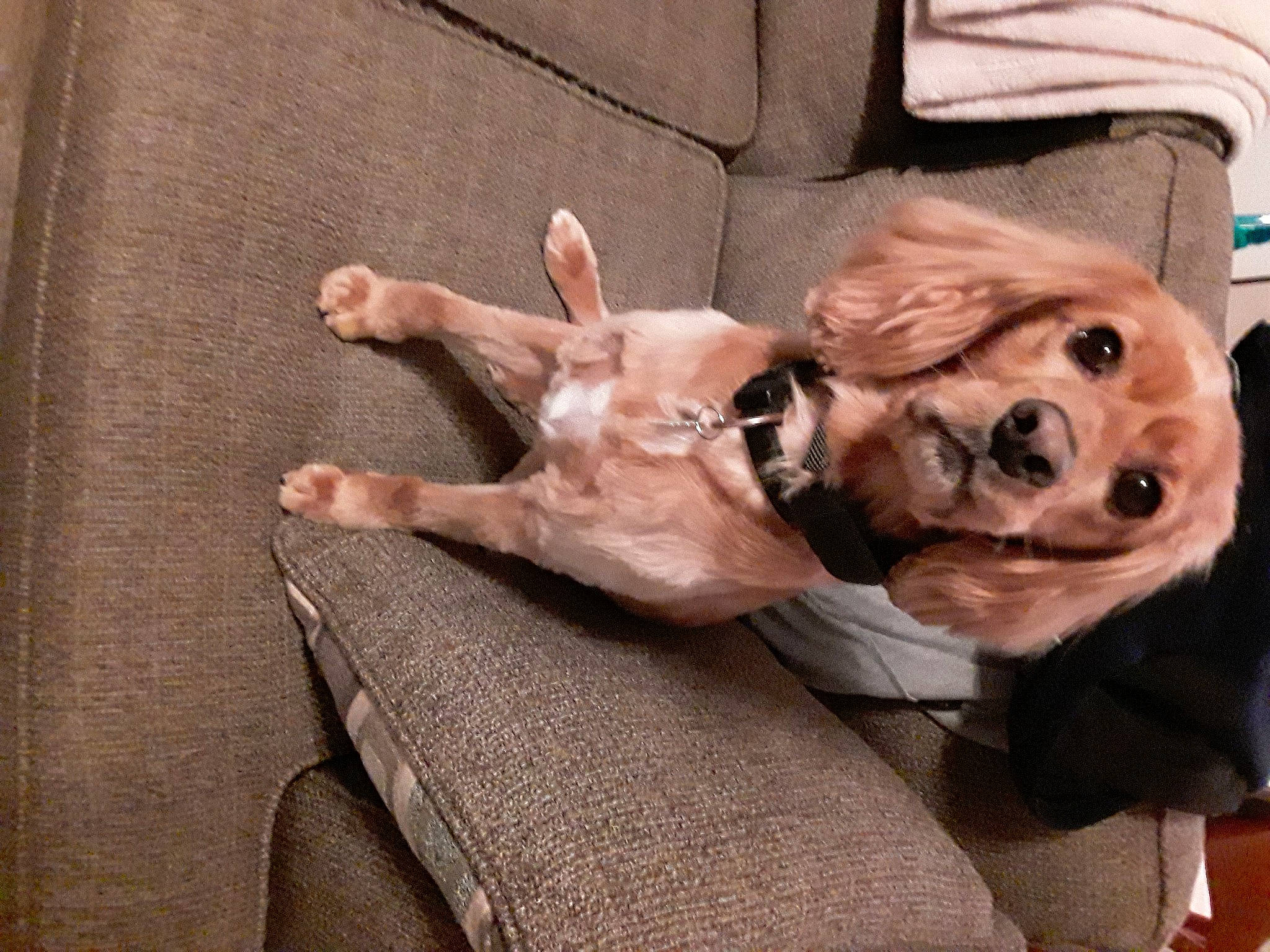 Bentley is registered to the contest to win money with this photo: canidae, carnivore, collar, comfort, companion_dog, couch, dog, dog_breed, dog_supply, ear, fawn, fur, gesture, liver, nap, selfie, snout, sporting_group, working_animal, wrinkle