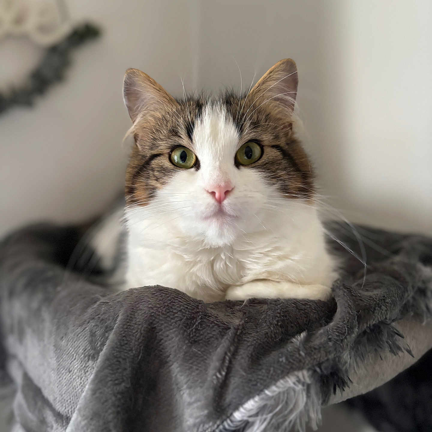 Ivy joined the competition — help win amazing prizes! blurred_background, brown_fur, calm, cat, close_up, cozy_perch, curious, domestic_animal, feline, fluffy, gray_blanket, indoor, pet, pink_nose, portrait, resting, soft_texture, whiskers, white_fur, wide_eyes