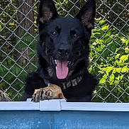Bane is registered to the contest to win money with this photo: dog, german_shepherd, pool, tongue_out, happy, pet, outdoor, fence, chain_link_fence, greenery, leafy_background, animal, canine, summer, playful, water, close_up, paw, collar, nature