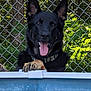 dog, german_shepherd, pool, tongue_out, happy, pet, outdoor, fence, chain_link_fence, greenery, leafy_background, animal, canine, summer, playful, water, close_up, paw, collar, nature