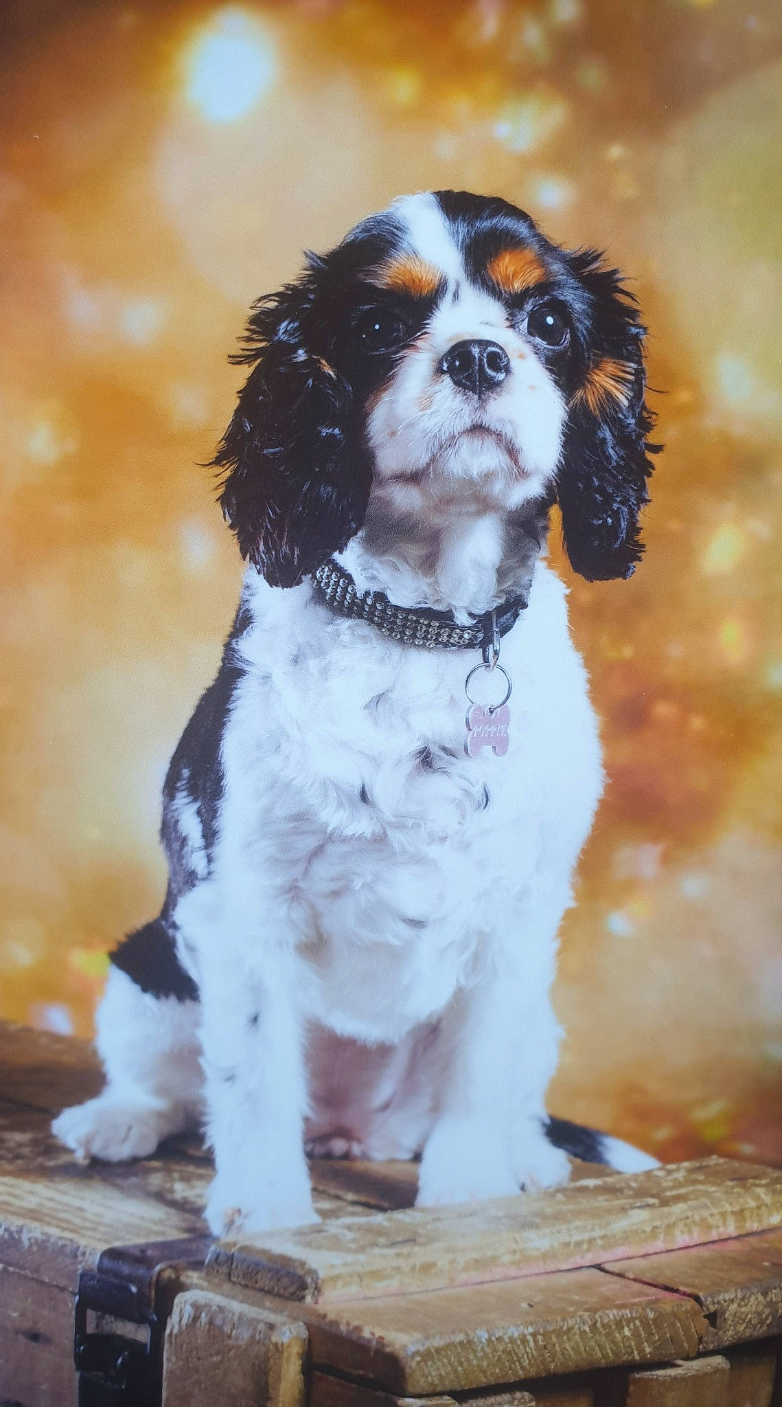 Poppie participe au concours pour gagner de l'argent avec cette photo : canidae, carnivore, cavalier_king_charles_spaniel, cocker_spaniel, companion_dog, dog, dog_breed, fawn, fur, king_charles_spaniel, liver, mammal, snout, spaniel, sporting_group, toy_dog, vertebrate, working_animal, working_dog