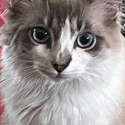 Bella is registered to the contest to win money with this photo: cat, blue_eyes, fluffy, close_up, pet, animal, feline, whiskers, ears, nose, fur, indoor, portrait, cute, domestic_cat, mammal, face, looking, alert, soft