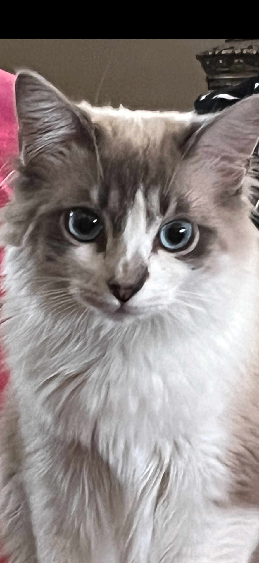 Bella is registered to the contest to win money with this photo: cat, blue_eyes, fluffy, close_up, pet, animal, feline, whiskers, ears, nose, fur, indoor, portrait, cute, domestic_cat, mammal, face, looking, alert, soft