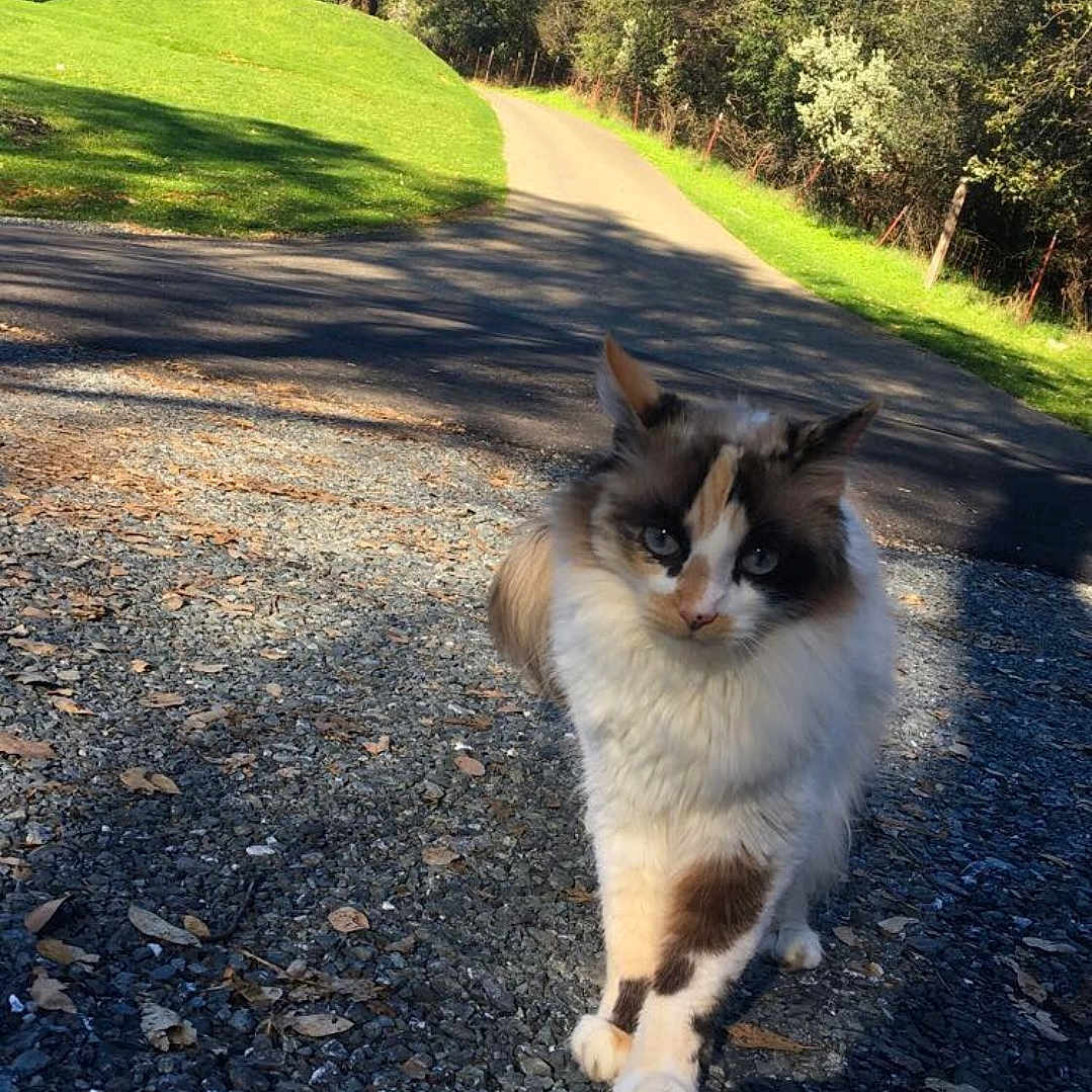 Princess Kitty Boo Boo joined the competition — help win amazing prizes! aegean_cat, cat, cat_like_mammal, grass, landscape, sky, small_to_medium_sized_cats, tree, whiskers