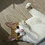 cat, cat_face, white_fur, orange_fur, paws, whiskers, big_eyes, indoor, wooden_floor, close_up, portrait, playful, curious, pet, feline, lying_down, looking_up, cute, fur_texture, floor