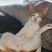 Roukie participe au concours pour gagner de l'argent avec cette photo : cat, orange_tabby, white_fur, pet, indoor, couch, sofa, pillow, window, flash, green_eyes, belly, paw, whiskers, sitting, lounging, surprised_expression, fur, nose, upholstery