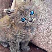 Poussière participe au concours pour gagner de l'argent avec cette photo : kitten, cat, blue_eyes, fluffy, gray_fur, pet, animal, cute, indoor, couch, soft_texture, small, young, feline, whiskers, ears, sitting, curious, cozy, adorable