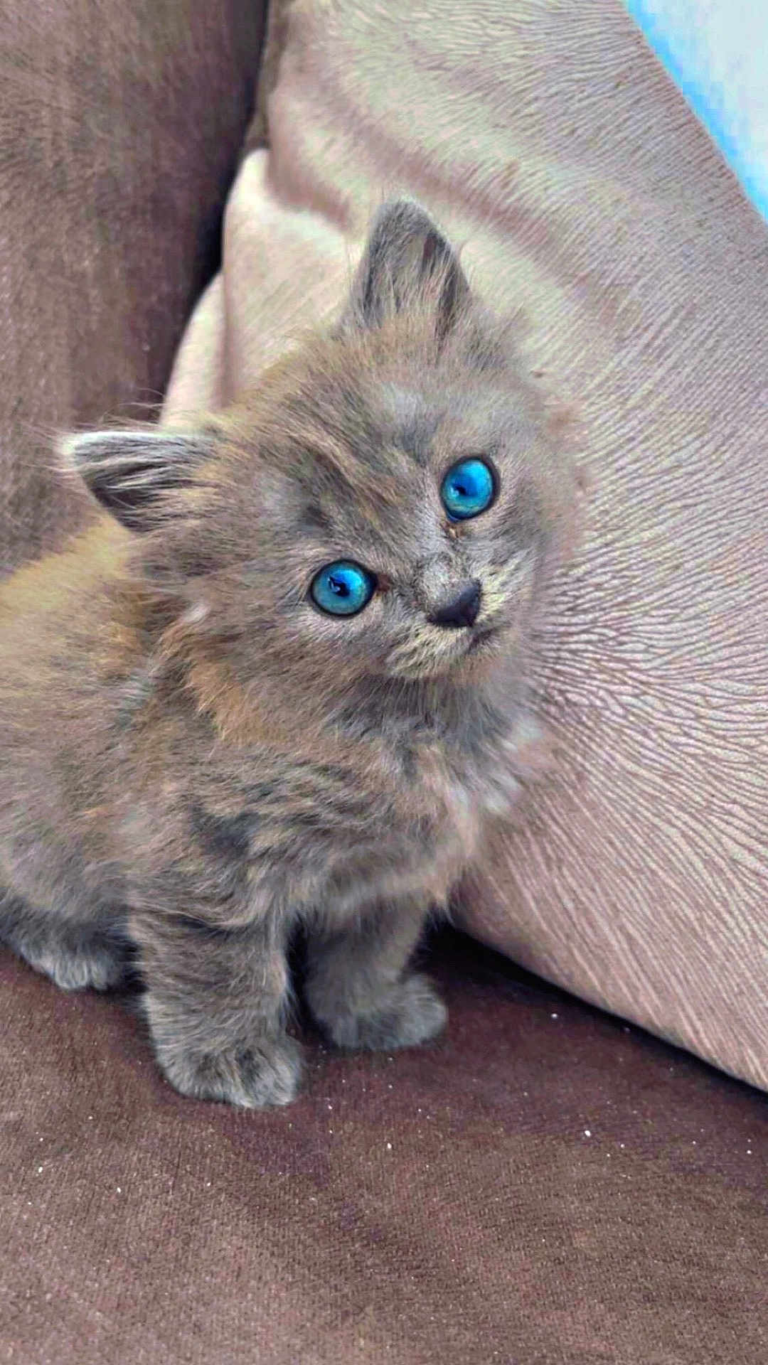 Poussière participe au concours pour gagner de l'argent avec cette photo : kitten, cat, blue_eyes, fluffy, gray_fur, pet, animal, cute, indoor, couch, soft_texture, small, young, feline, whiskers, ears, sitting, curious, cozy, adorable