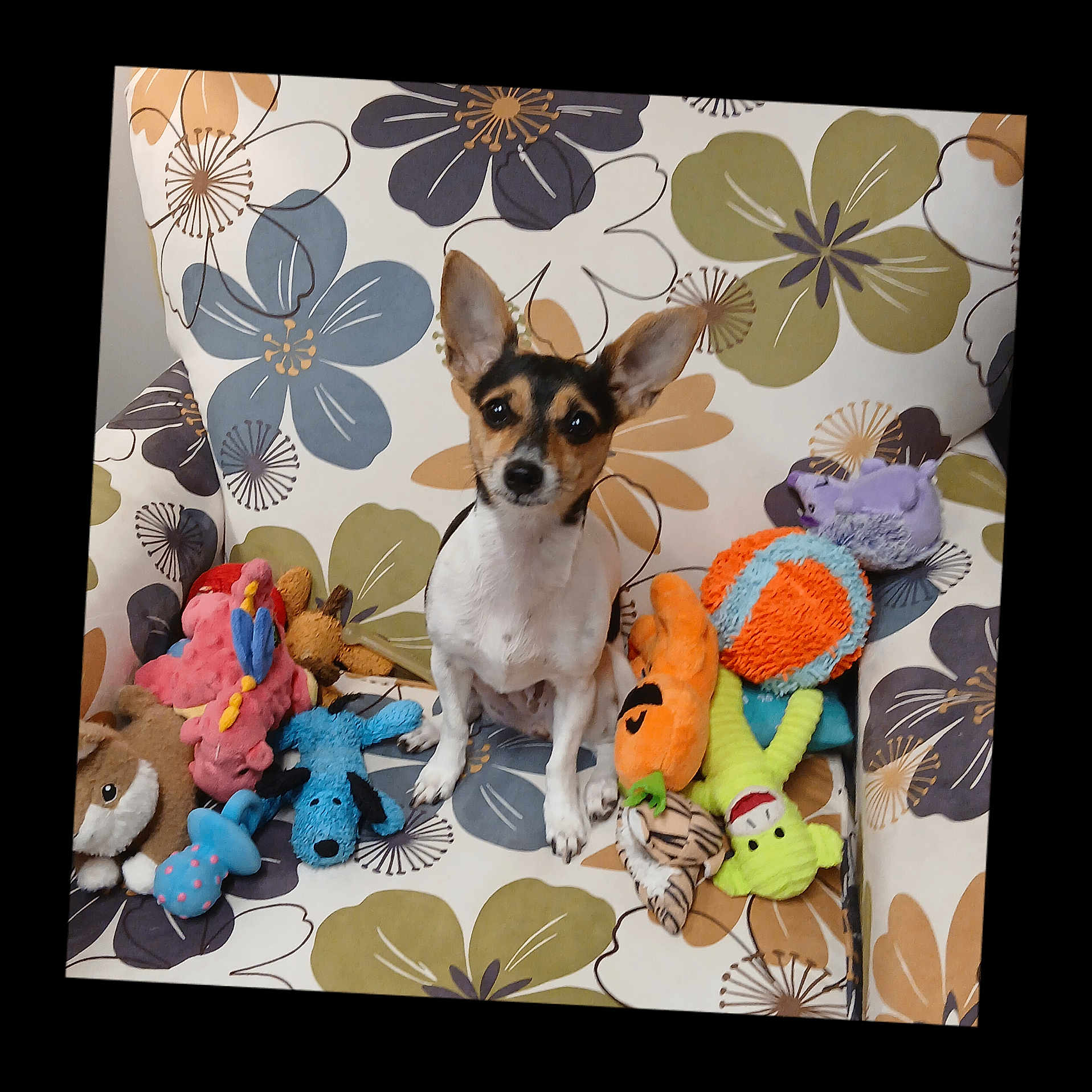Bailey joined the competition — help win amazing prizes! animal, ball, beagle, blanket, canine, chihuahua, cushion, dog, homedecor, hound, indoors, interiordesign, pet, plush, puppy, sport, tennis, tennisball, toy, whitedog
