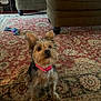 Dixie is registered to the contest to win money with this photo: animal, collar, companion, couch, cute, dog, domestic, ears, floor, fur, furniture, home, indoor, living_room, looking_up, pet, rug, small_dog, toy, yorkshire_terrier