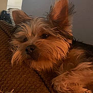 Dixie joined the competition — help win amazing prizes! animal, brown, closeup, companion, couch, cozy, cute, dog, domestic, ears, fur, indoors, mammal, nose, pet, relaxed, resting, sleepy, texture, whiskers